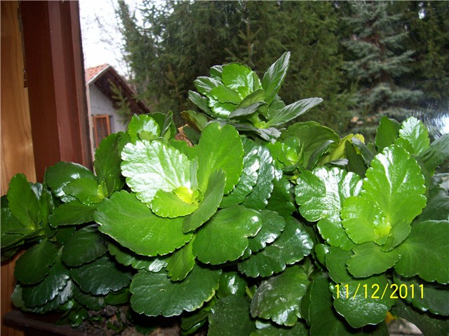 Kalanchoa